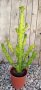 Euphorbia mayurnathanii, снимка 1 - Стайни растения - 42983569