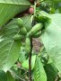 Индиански банан, Асимина трилоба, Asimina triloba,семена и растения, снимка 5