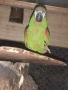 Продавам мъжка ара нобилис и мъжка веницуелска амазонаи или купувам женски, снимка 3