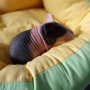 Skinny pig , Голи морски свинчета, снимка 3