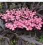 Бъз(Sambucus nigra 'Eva' BLACK LACE) Цена: 15 лв., снимка 1