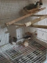 Продавам зеброви амадини, снимка 1