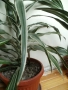 Продавам цветя Драцена – малки, снимка 3
