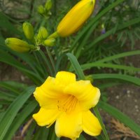 Хемерокалис , снимка 1 - Градински цветя и растения - 36977820