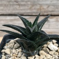 Haworthia nigra ex Cok, снимка 1 - Стайни растения - 37584640