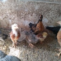 Пилета -  бройлери и пъдпъдъци