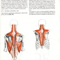 Човешкото тяло Учебник по пластична анатомия Годфрид Бамес , снимка 4 - Енциклопедии, справочници - 28089549