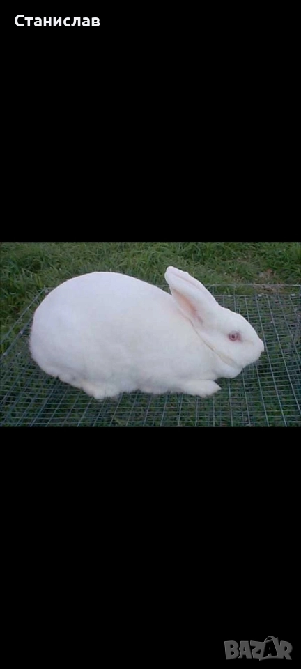 Зайци , пеперуда и калифорниици, снимка 1