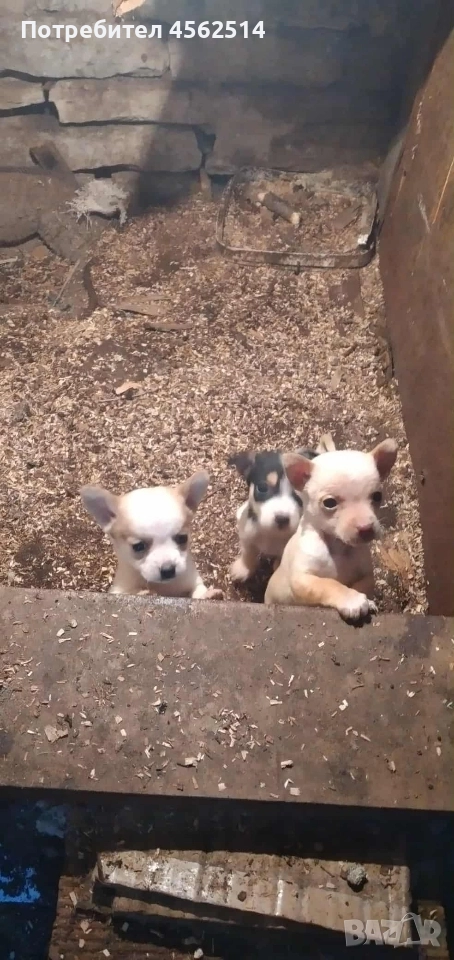 Продавам 3 пинчера, снимка 1