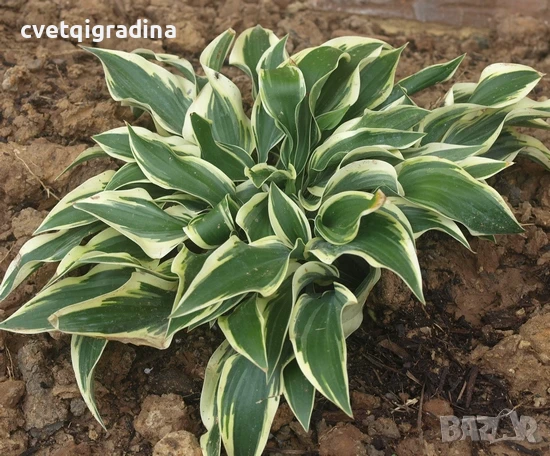 Hosta Wolverine (Хоста Лакомец), снимка 1