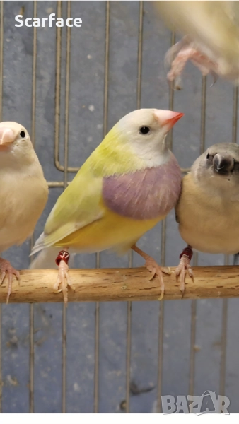 Гулдови амадини!!!, снимка 1