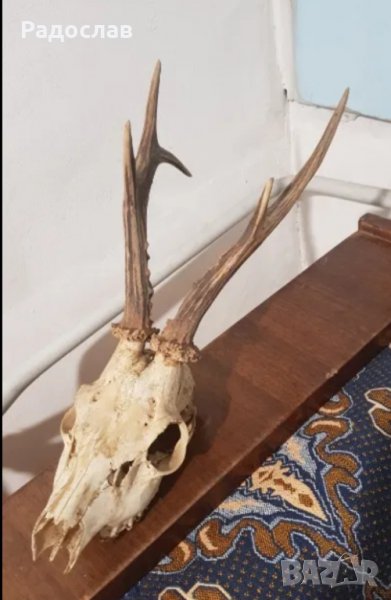 Продавам ловен трофей глава с рогата , снимка 1