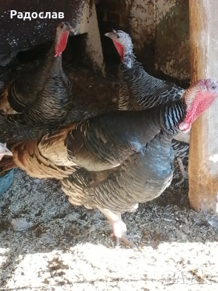 Пуйки и пуяци, кокошки Носачки, петли Бройлери, ярки за яйца , снимка 1