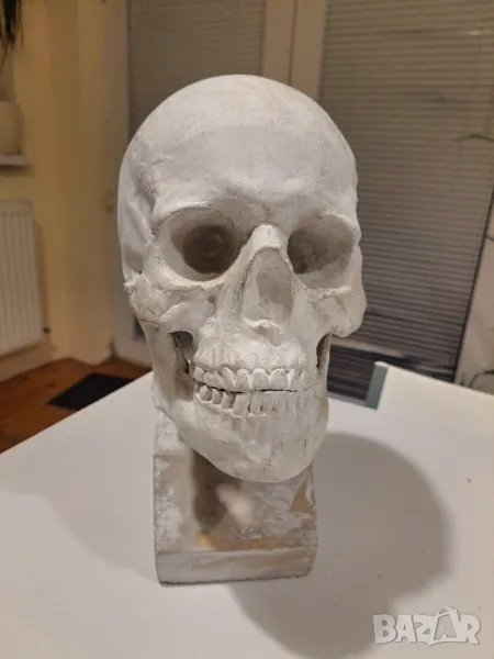 Гипсов череп за рисуване, реални размери, снимка 1