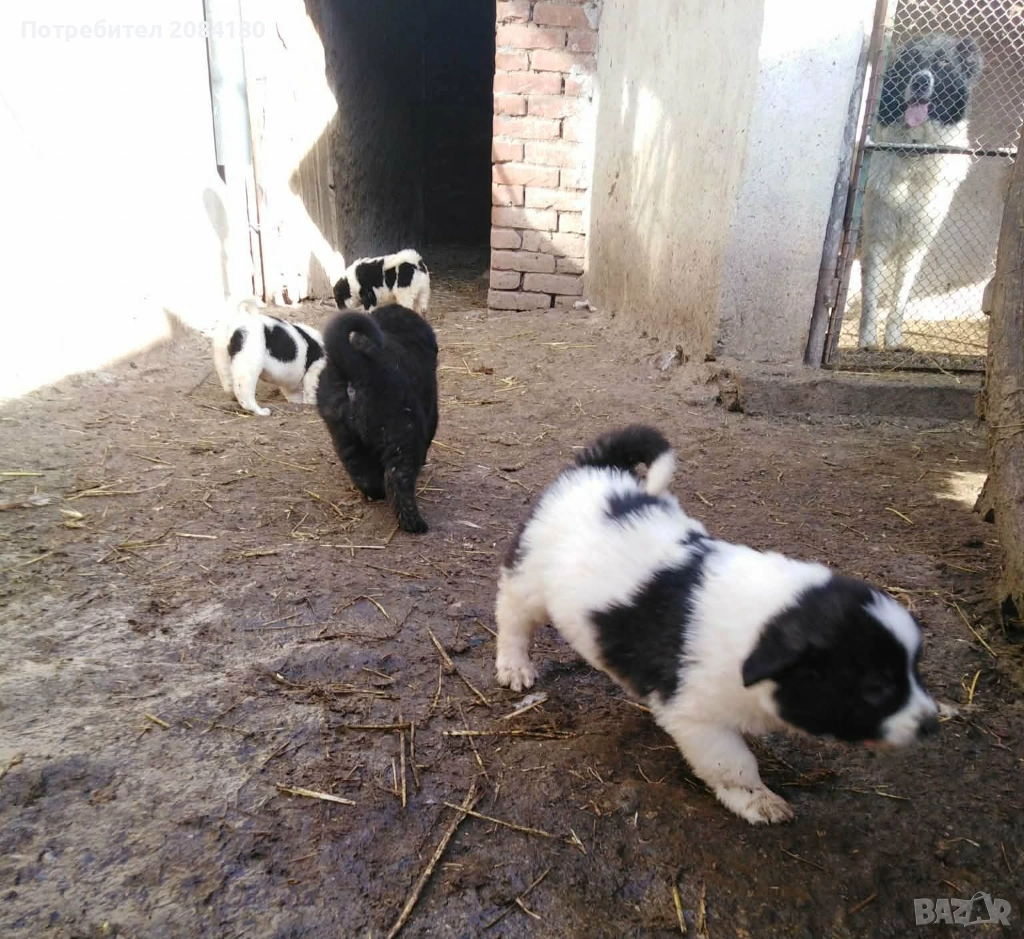 Продавам малки овчарски кученца, снимка 1