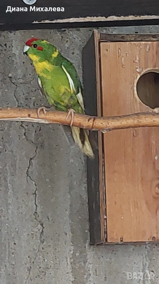 Какарики , снимка 1