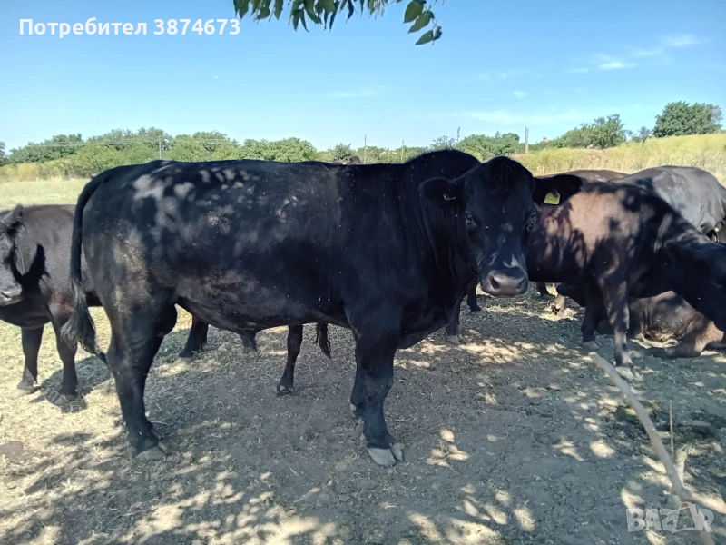 14 крави и 2 телета абардин ангус под селекция септември почват да си телат, снимка 1