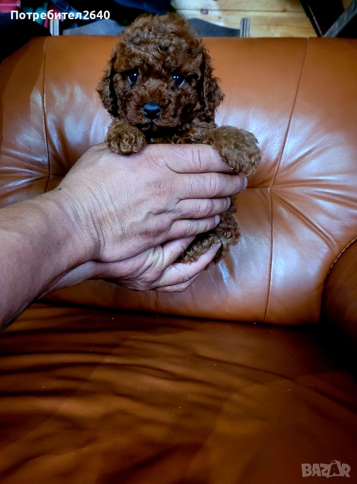 Той пудел red brown ДОСТАВКА!, снимка 1