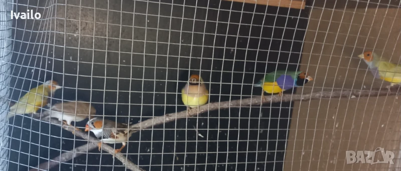 Гулдови амадини, снимка 1