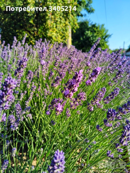 Разсад лавандула сорт Хемус , снимка 1