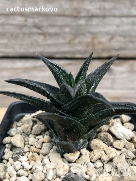 Haworthia nigra ex Cok, снимка 1