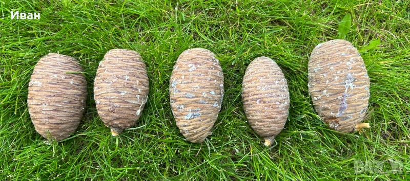 Шишарки от атласки и ливански кедър , снимка 1