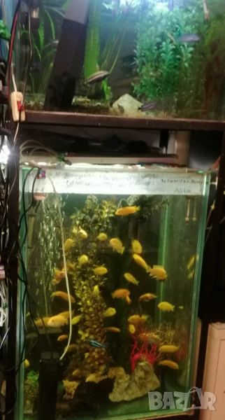 Продавам два аквариума на метална стойка, цихлиди подарък. , снимка 1