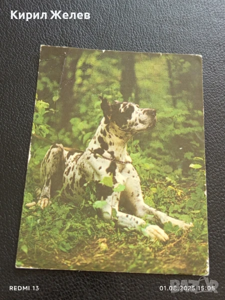 Старо календарче серия ЖИВОТНИ КУЧЕТА 88г. Рига Латвия за КОЛЕКЦИЯ 11191, снимка 1