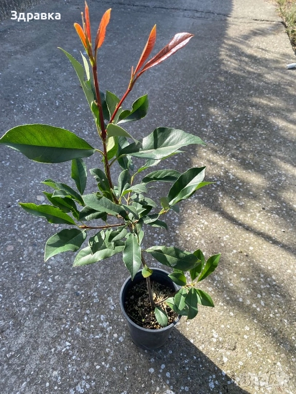 Фотиния , снимка 1