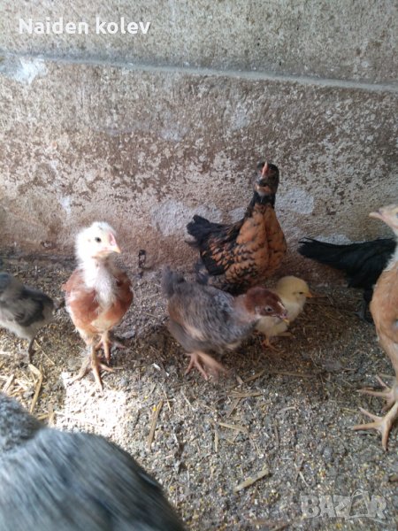 Пилета, еднодневни Бройлери и пъдпъдъци, снимка 1
