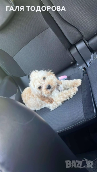 Кокапу /кокер-пудел/, снимка 1