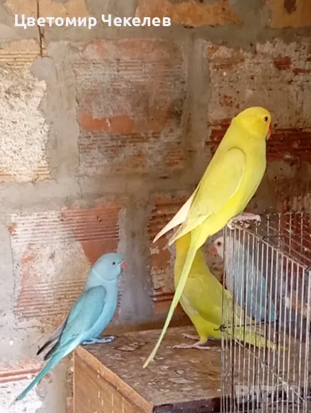 Малки Александри, снимка 1