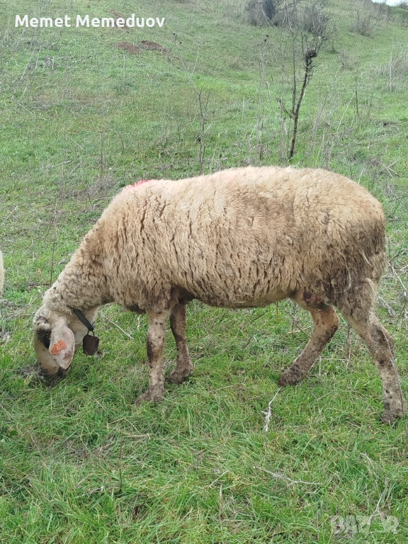 Продавам две ялови овце за клане Търговище , снимка 1