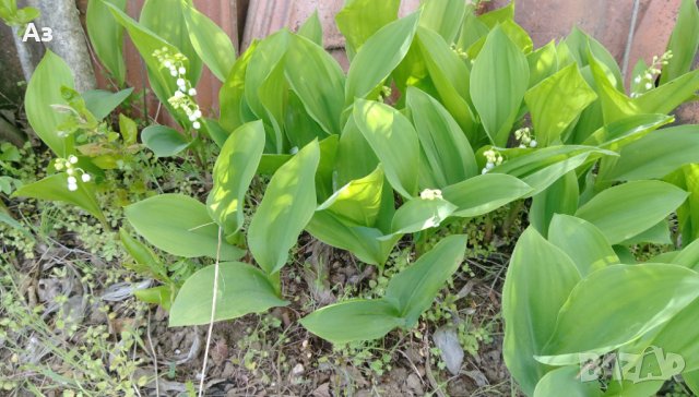 Продавам цветя Момина сълза, бяла и розова (гъсти съцветия) – разсад, снимка 10 - Разсади - 39640258