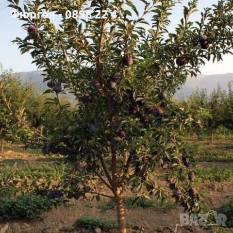 Слива - Налични 4 сорта Анджелино ,Черен диамант (Блек Даймънд) , Черен Сплендор - BLACK SPLENDOR и , снимка 10 - Разсади - 51852300