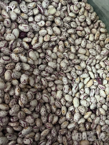 Родопски Шарен Боб !, снимка 8 - Домашни продукти - 49485660