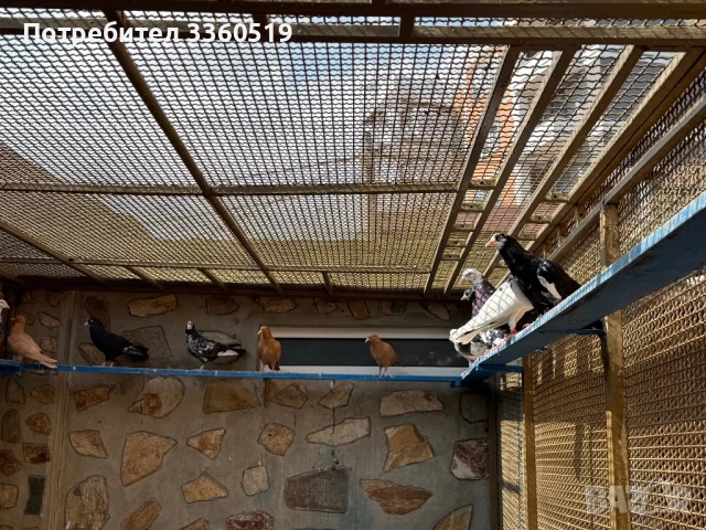 Гълаби неврени и лимонки, снимка 6 - Гълъби - 50813378