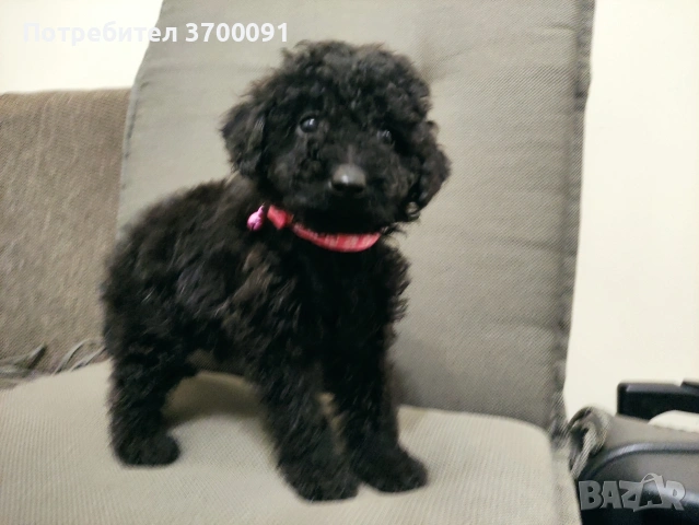 пудел / мини пуделчета, снимка 7 - Пудели - 53072504