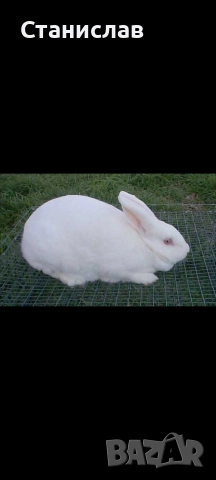 Зайци , пеперуда и калифорниици