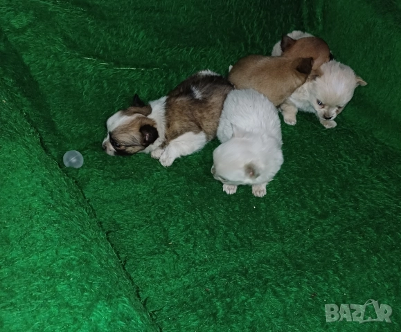 Чистокръвни мини чихуахуа , снимка 5 - Чихуахуа - 52599456