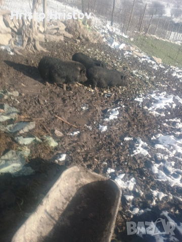 Виетнамски прасета , снимка 8 - Други животни - 48038500