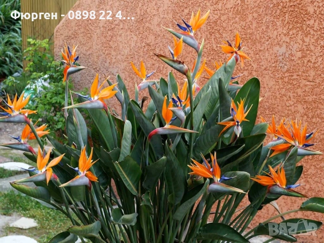 Кралска стрелиция (Strelitzia reginae), снимка 4 - Разсади - 52907830