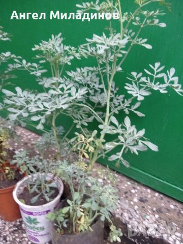 Седефче, Миризлив сънчец За подагра, импотентност., снимка 3 - Градински цветя и растения - 37017525