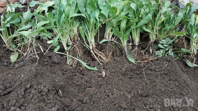 Продавам цветя Гайлардия - разсад (корен с издънки и стъбло), снимка 2 - Градински цветя и растения - 26029276