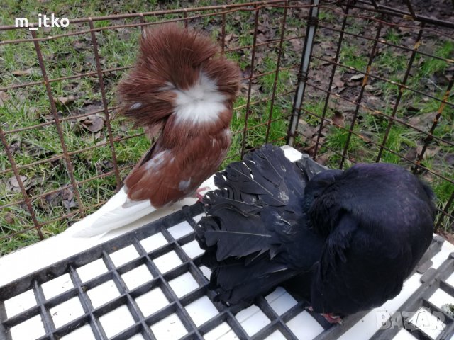 ФЕНЕРЛИИ и якалии, снимка 9 - Гълъби - 24470490