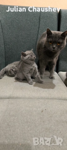 Британски късокосмести , снимка 6 - Британска късокосместа - 53130594