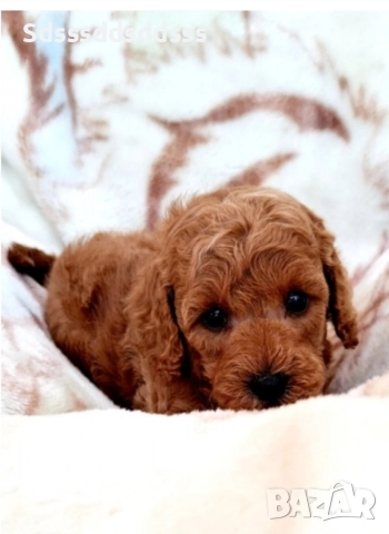 продавам той пудел, снимка 3 - Пудели - 52961870