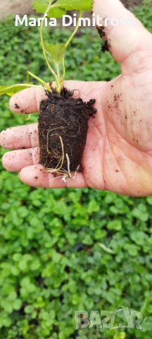 Разсад Ягода сорт Клери , снимка 7 - Разсади - 47123127