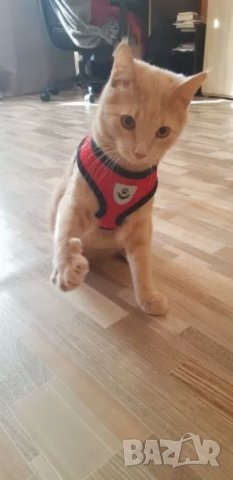 Нагръдник с повод за куче. Розов, син, черен, червен нагръдник. Нагръдници с поводи за кучета. , снимка 15 - За кучета - 28581584