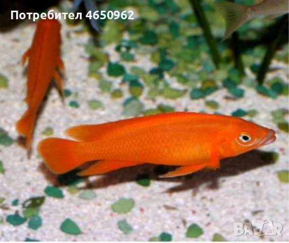 Аквариумни риби, африкански цихлиди от езерото Танганика, снимка 4 - Рибки - 52416463